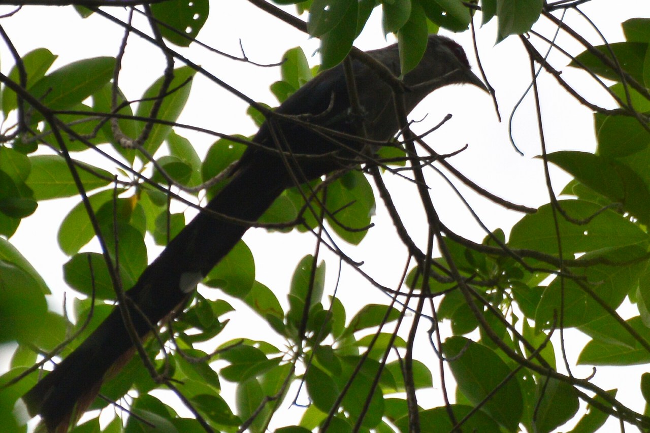 Phaenicophaeus tristis Phaenicophaeus tristis